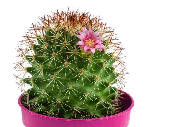 un piccolo cactus rotondo con un fiore rosa, una pianta d'appartamento in vaso, isolata su uno sfondo bianco - cactus single flower flower nature foto e immagini stock