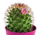 a small round cactus with a pink flower, a potted houseplant, isolated on a white background