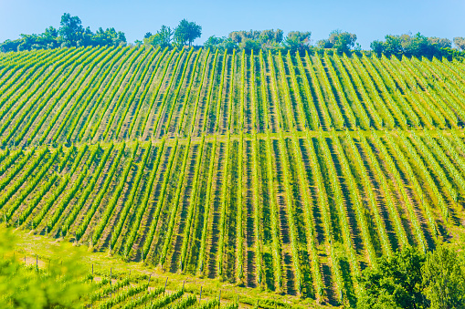 Cab Franc Block 3, Rows of wine grapes at a vineyard in Walla Walla region of eastern Washington