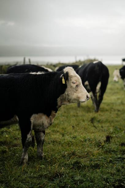 istock Herd of cows grazing in the field 1487835935