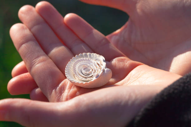 Natural Beach Find Treasure