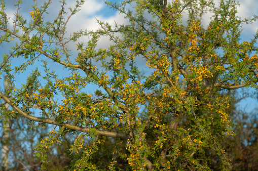 Chañar tree in Calden forest, bloomed in spring,La Pampa,Argentina