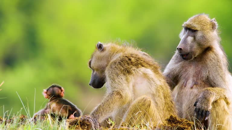 4K close up of a baby baboon loving his father and mother baboon picking up lice. Chobe National Park, Botswana, South Africa