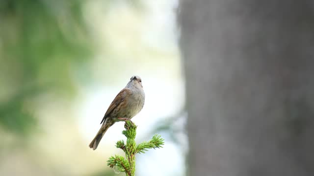 Closeup of small songbird Dunnock perched on Spruce and singing in a springtime boreal forest in Estonia