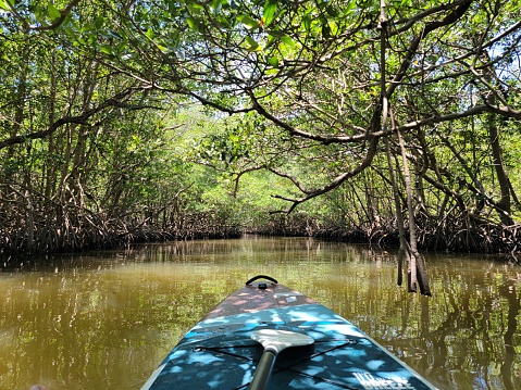 Blue paddleboard moving through the mangroves in Florida.