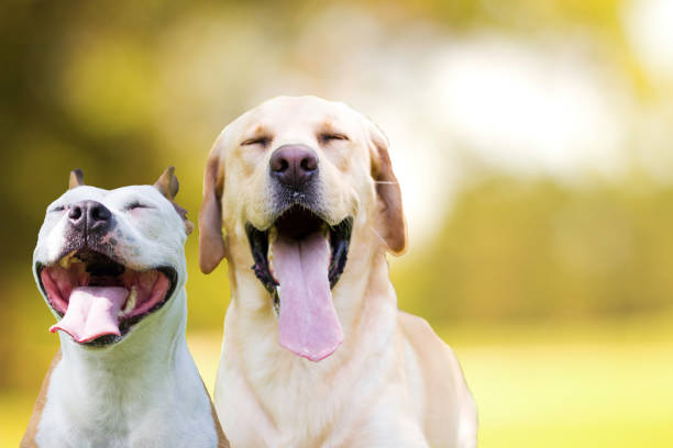 istock Two different smiling dogs with happy expression and closed eyes 1487843744