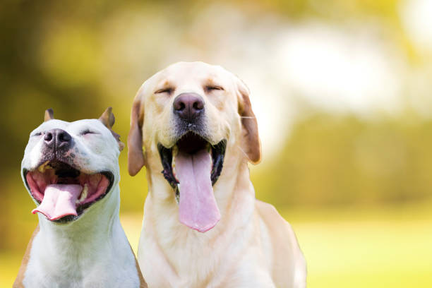 Two different smiling dogs with happy expression and closed eyes stock photo
