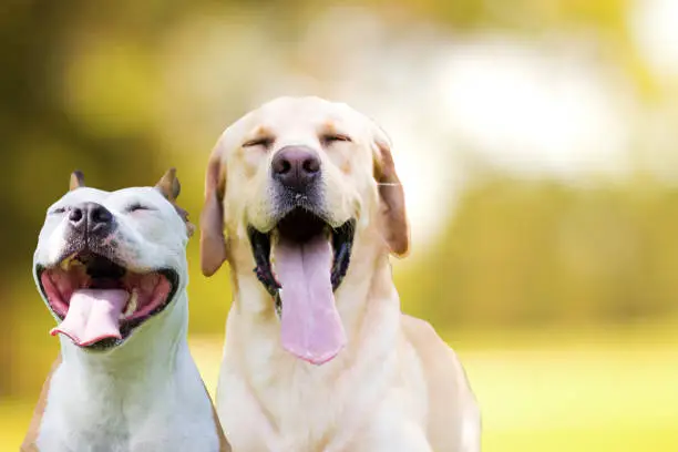 Two different smiling dogs with happy expression and closed eyes. Isolated on yellow nature colored background
