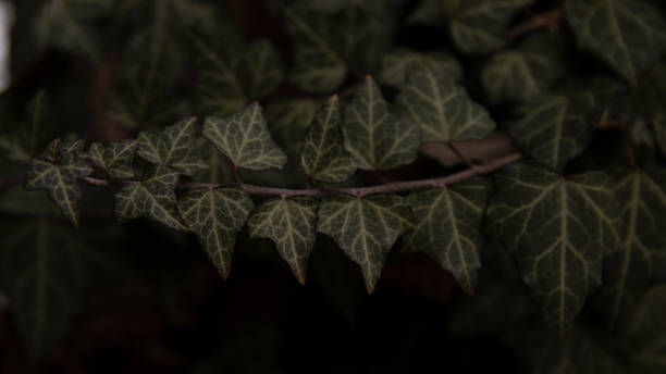 istock Close up of green ivy 1487843835