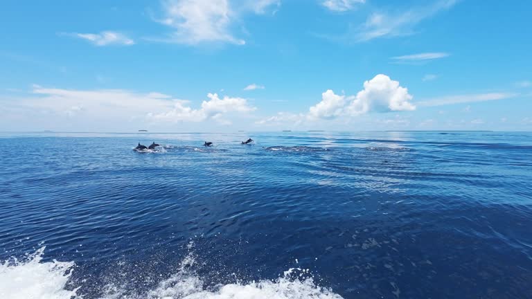 Panning shot of dolphins jumping on waves in ocean