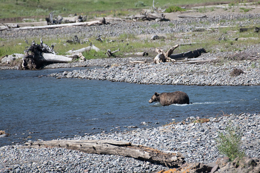 Grizzly bear wading, swimming, exploring the Lamar river in the Yellowstone Ecosystem of western USA in North America. Nearest cities are Denver, Colorado, Salt Lake City, Jackson, Wyoming, Gardiner, Cooke City, Bozeman, and Billings, Montana,