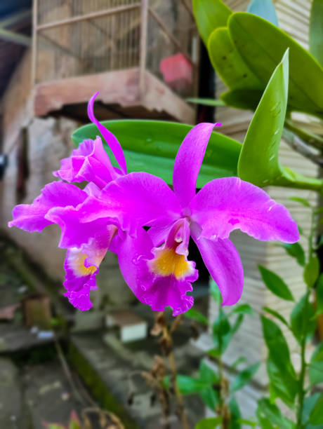 Christmas orchid Christmas orchid or Cattleya trianae, beautiful purple flower blooms in the yard. Ornamental house plant cattleya trianae stock pictures, royalty-free photos & images