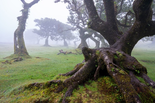 A tranquil scene of Fanal Forest in Madeira, Portugal, shrouded in a mystical fog