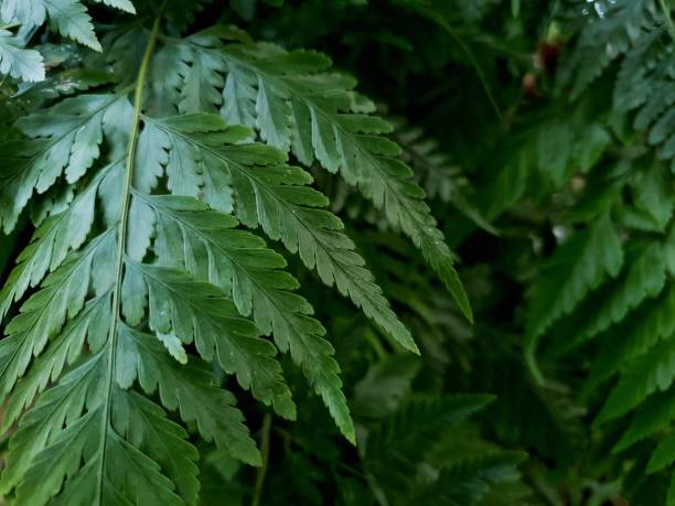istock Close Up Image Of Featherleaf Fern 1487848960