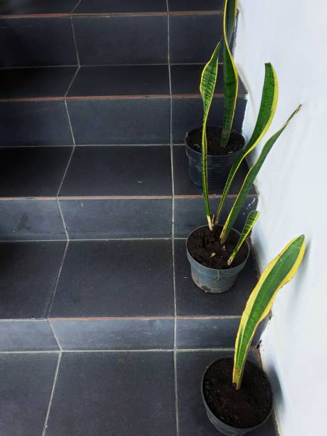 istock Image Of Sansevieriea On A Stairs High Angle View 1487849136