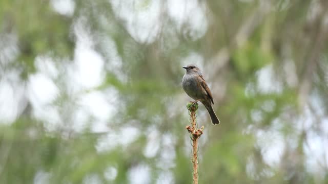 Dunnock singing and leaving after a while in a springtime boreal forest in Estonia