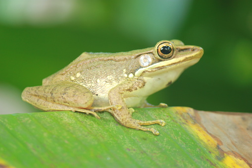 White lipped Frog standing in the branch