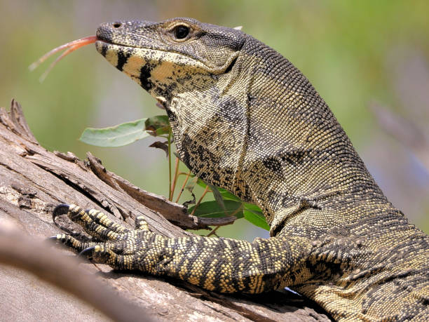 istock Lower Moira, Victoria, Australia 1487850941