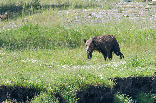Grizzly bear exploring the Lamar river in the Yellowstone Ecosystem of western USA in North America. Nearest cities are Denver, Colorado, Salt Lake City, Jackson, Wyoming, Gardiner, Cooke City, Bozeman, and Billings, Montana,
