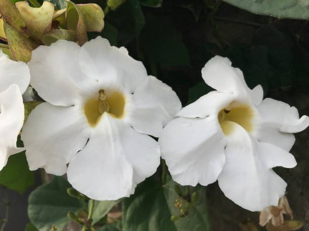 istock White Thunbergia Flowers. white flower with green background 1487853530