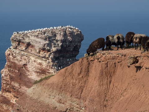 A herd of sheep perched atop a high cliff overlooking a tranquil body of water