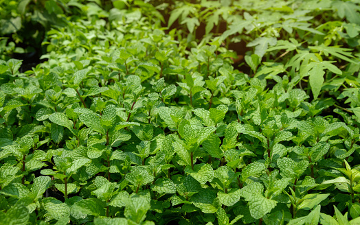 Peppermint or Mentha x piperita, Mint leaves in garden.