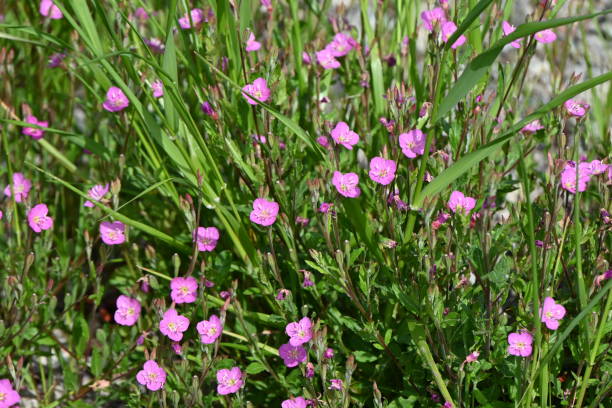 istock Rose evening primrose ( Oenothera rosea ) flowers. 1487855474