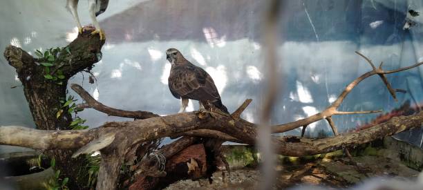 istock Asian Eagle in the zoo 1487856337