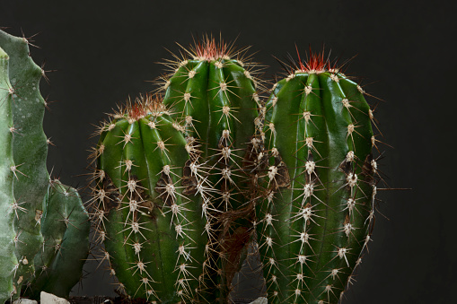 Various green cactus cereus forbesii on black background