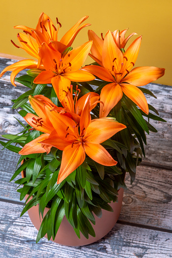 pot with Asiatic lilies with orange buds color in full bloom and green stems