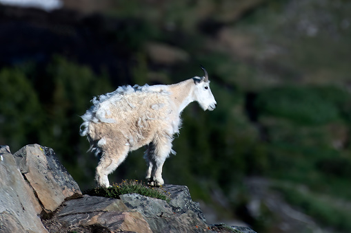 Mountain goat (female) standing on tock ledge looking for her herd in the Beartooth area of Montana, USA, North America.