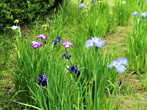 Iris flowers in the grass.