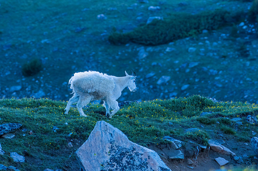 Mountain goat (female) standing on tock ledge looking for her herd in the Beartooth area of Montana, USA, North America.