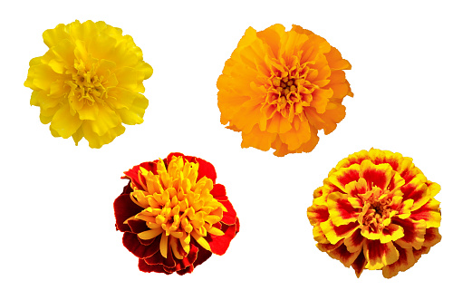 Marigold flowers on a white background. Flower decoration. symbol of mexican holiday Day of dead.copy space