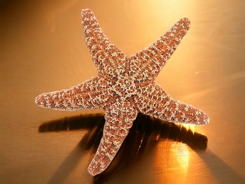 The common Caribbean starfish (Oreaster reticulatus) isolated with shadow on a white background.