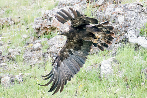 Golden Eagle flying by in the Yellowstone Ecosystem in western USA of North America. Nearest cities are Denver, Colorado, Salt Lake City, Jackson, Wyoming, Gardiner, Cooke City, Bozeman, and Billings, Montana,