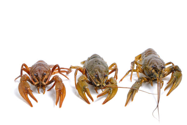 colorful live crayfish for sale in Ioannina