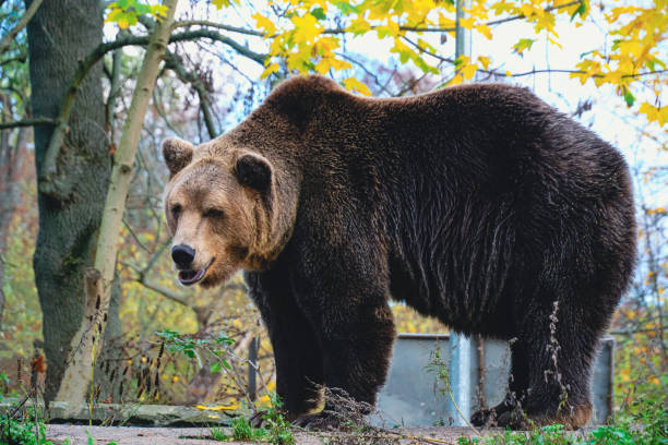 istock Healthy, wild bear in full growth. 1487866613