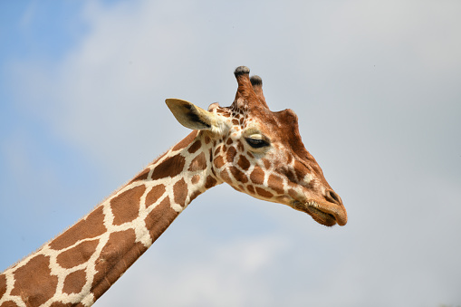 Giraffe head in a blue sky