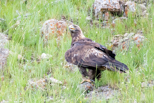 A white-tailed sea eagle perched on a snowy ground.