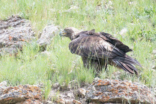 Golden Eagle sitting in the Yellowstone Ecosystem in western USA of North America. Nearest cities are Denver, Colorado, Salt Lake City, Jackson, Wyoming, Gardiner, Cooke City, Bozeman, and Billings, Montana,