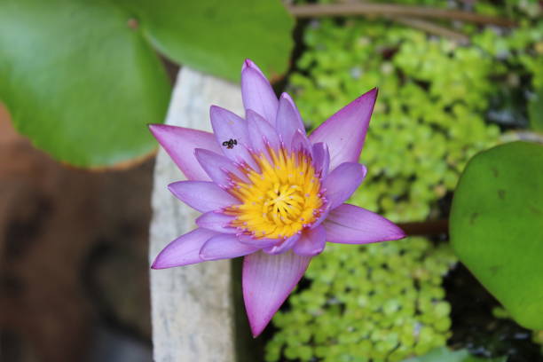 istock Beautiful Blue Water Lily Flowers 1487871050