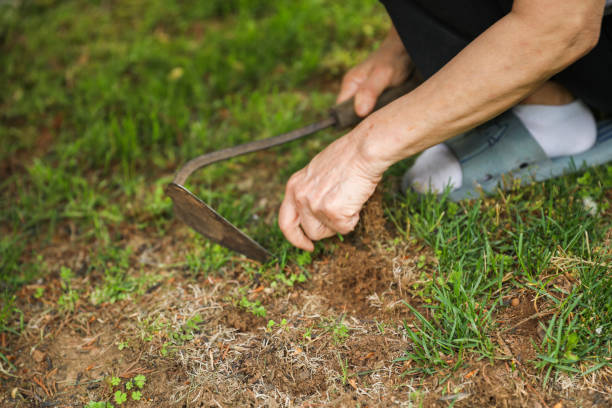 istock Gardening tools like trowels, spades, and shovels are essential for yard work, pulling weeds, and garden maintenance. Symbolizing hard work, creativity, and environmental stewardship 1487871688