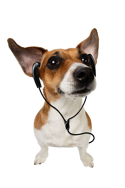 istock Dog Jack Russell Terrier with earphones 148787213