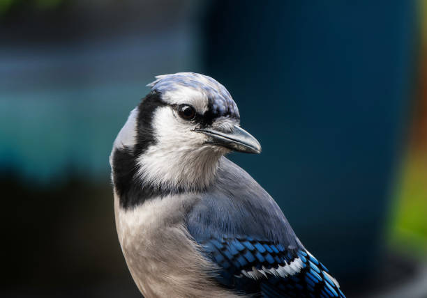 istock A Bluejay poses in the garden 1487873137