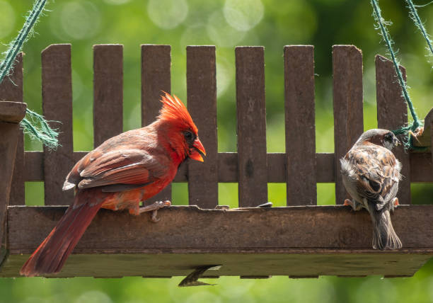 istock A Northern Cardinal on the bird feeder with a Sparrow 1487873147