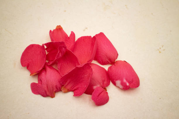 petali di camelia sulla carta fatta a mano - handmade paper flower single flower rose foto e immagini stock