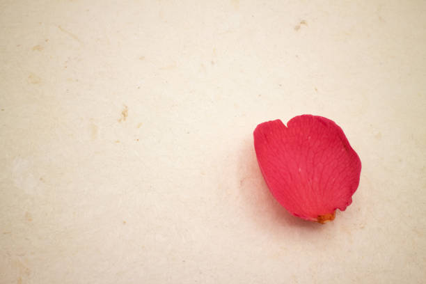 un pétale de camélia sur le papier fait main - handmade paper flower single flower rose photos et images de collection