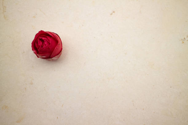 un fiore di camelia sulla carta fatta a mano - handmade paper flower single flower rose foto e immagini stock