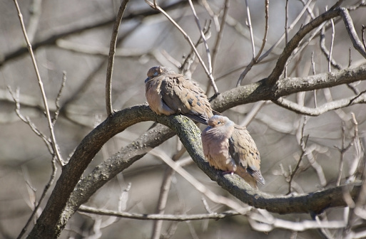 a pair of birds relaxing in woodland branches